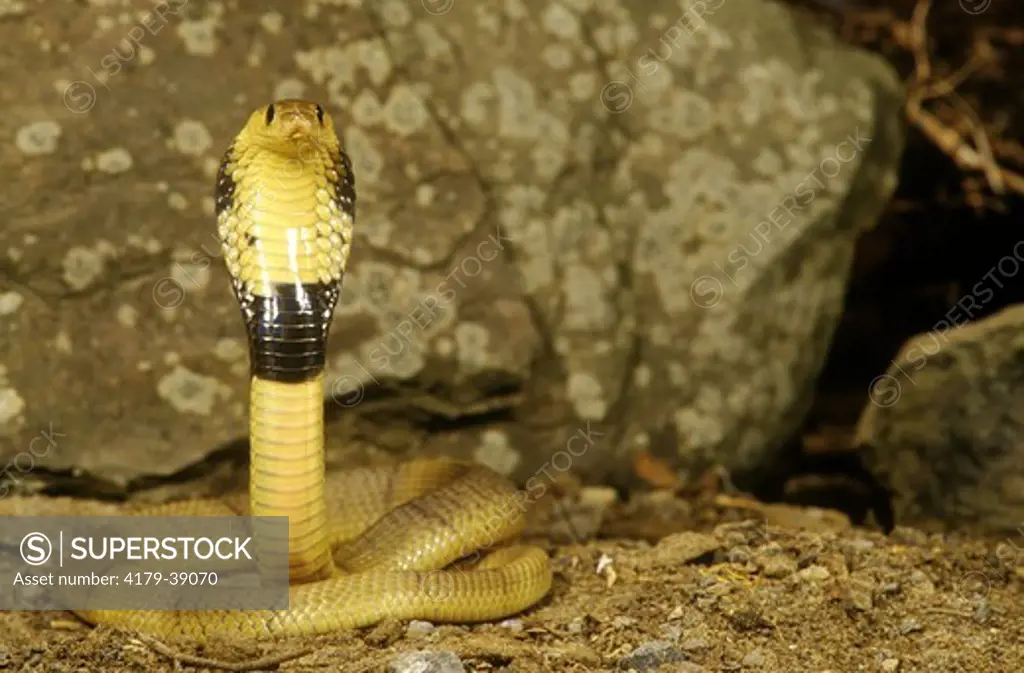 Egyptian Banded Cobra (Naja haje annulifera) Hooding display. Egypt, No. Africa