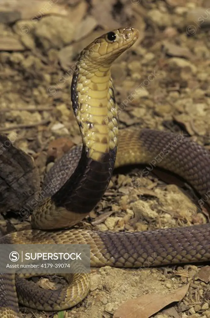Egyptian Banded Cobra (Naja haje annulifera) Hooding/Africa