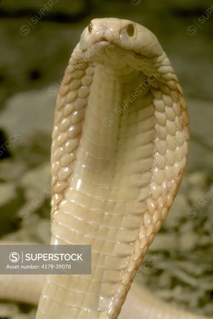 Indian Spectacled Cobra (Naja naja naja) Threat Display India/Asia