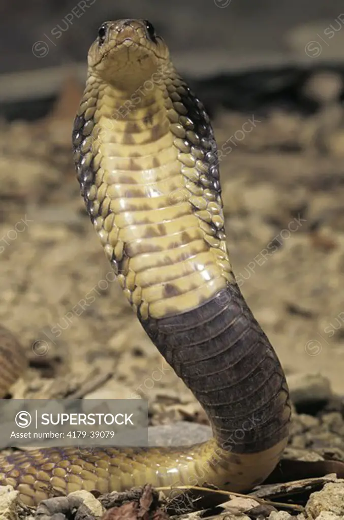 Egyptian Banded Cobra (Naja naja annulifera) N. Africa