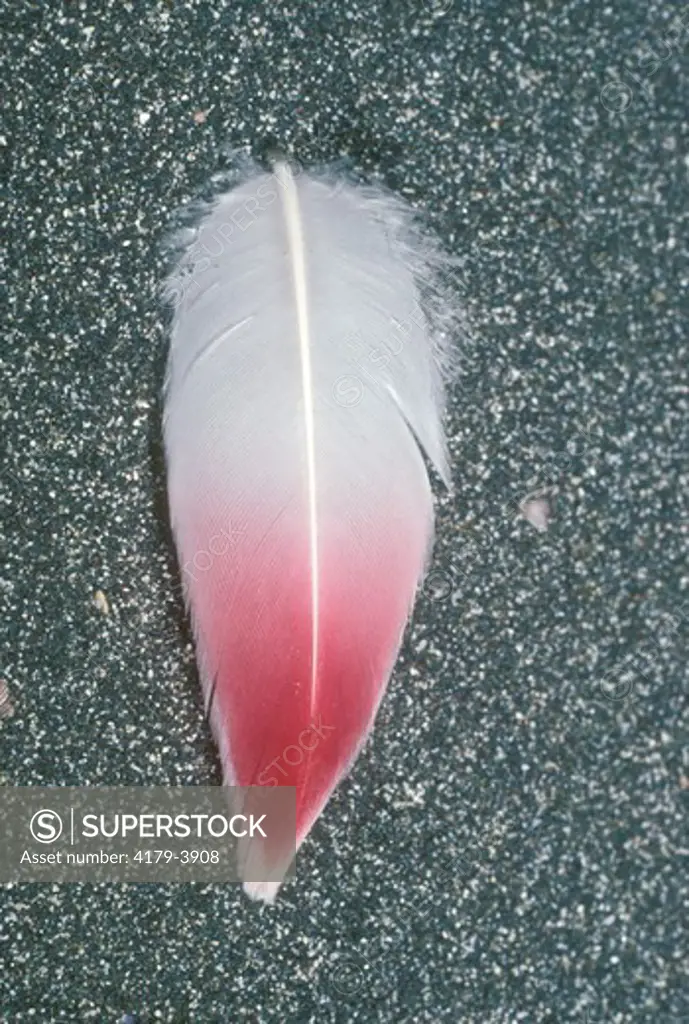 Lesser Flamingo Contour Feather (Phoeniconaias minor) Native: Africa