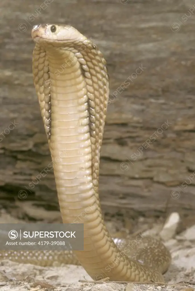 Formosan Cobra (Naja naja formosa) display