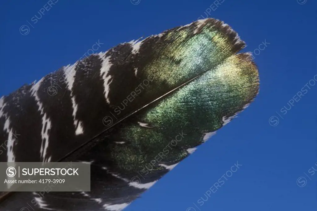 Ocellated Turkey - Belize (Agriocharis ocellata) Contour Feather, Iridescence