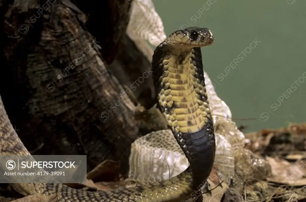 Egyptian Banded Cobra (Naja haje annulifera) shedding skin