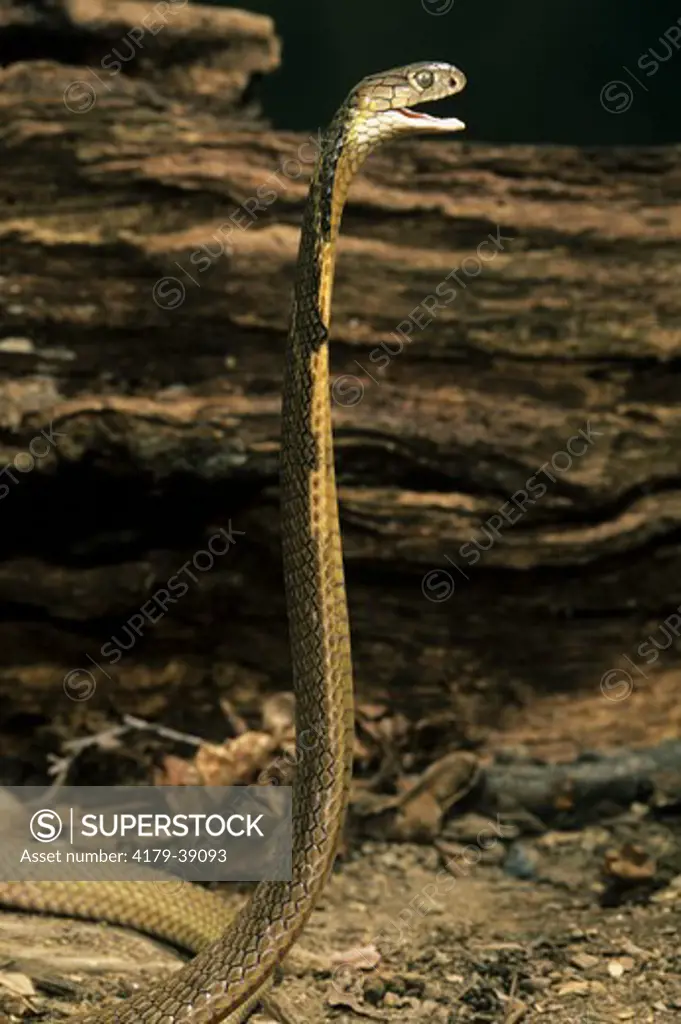 King Cobra (Ophiophagus hannah) India, SE Asia