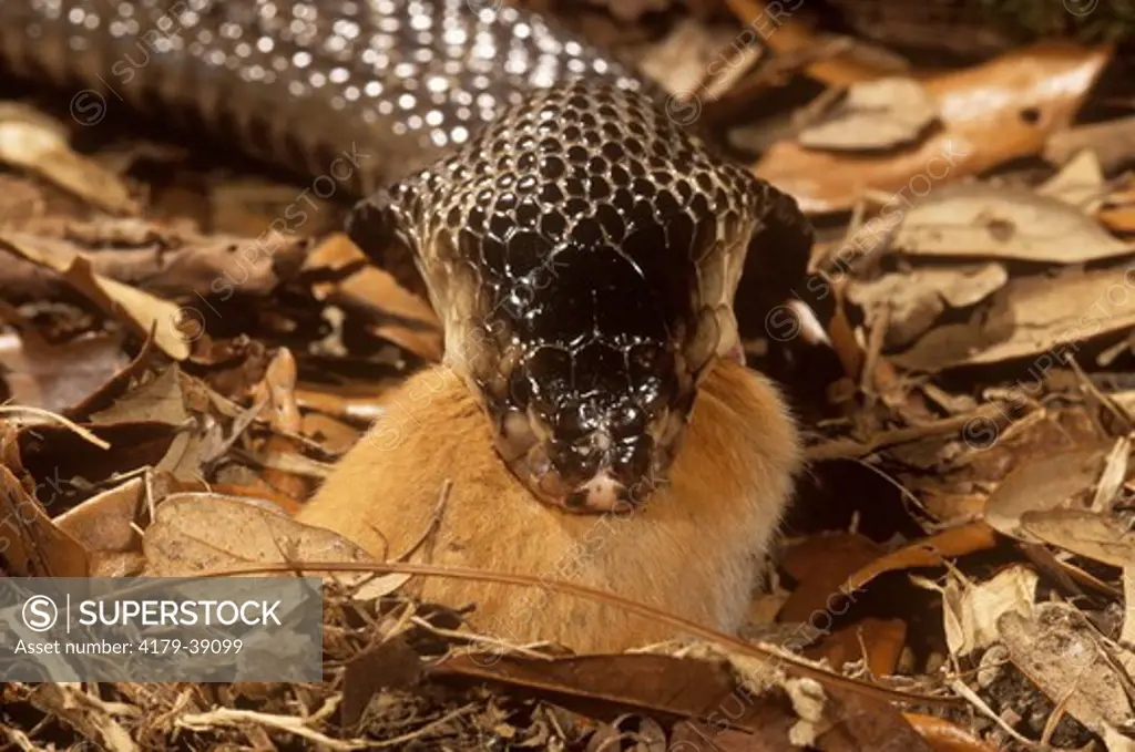 Indian Cobra (Naja naja) eating rodent, India