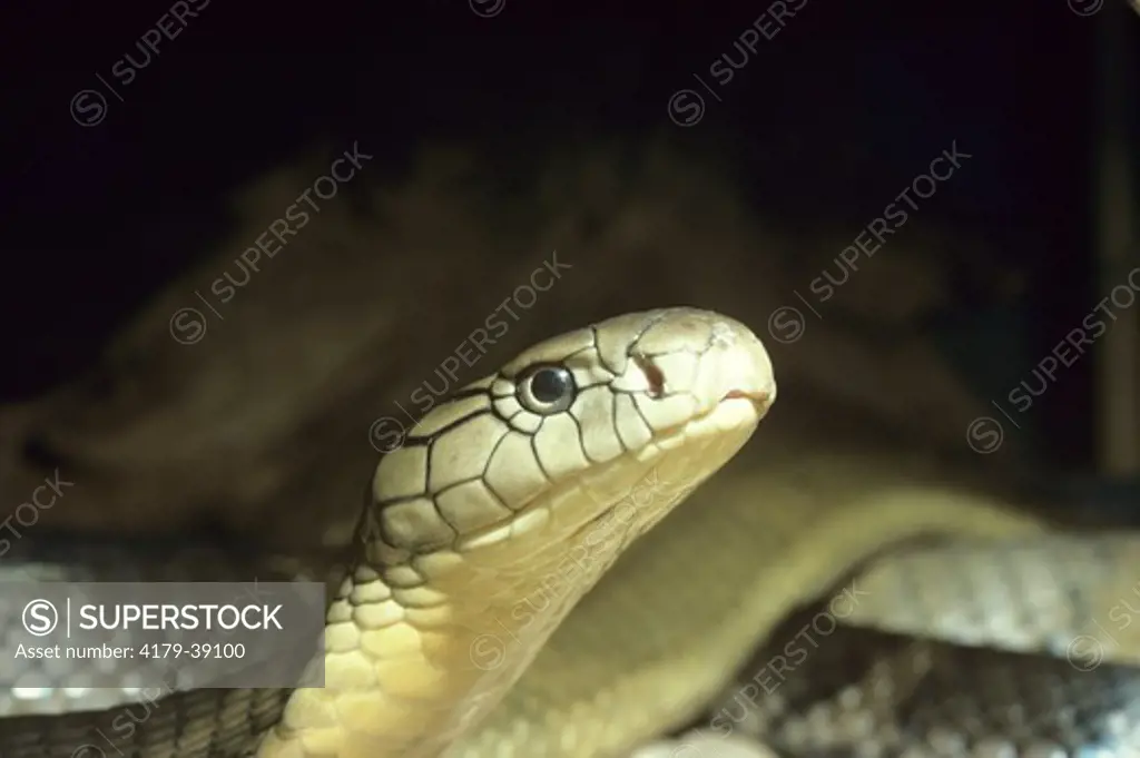 King Cobra (Ophiophagus hannahh) Ft. Worth Zoo, TX