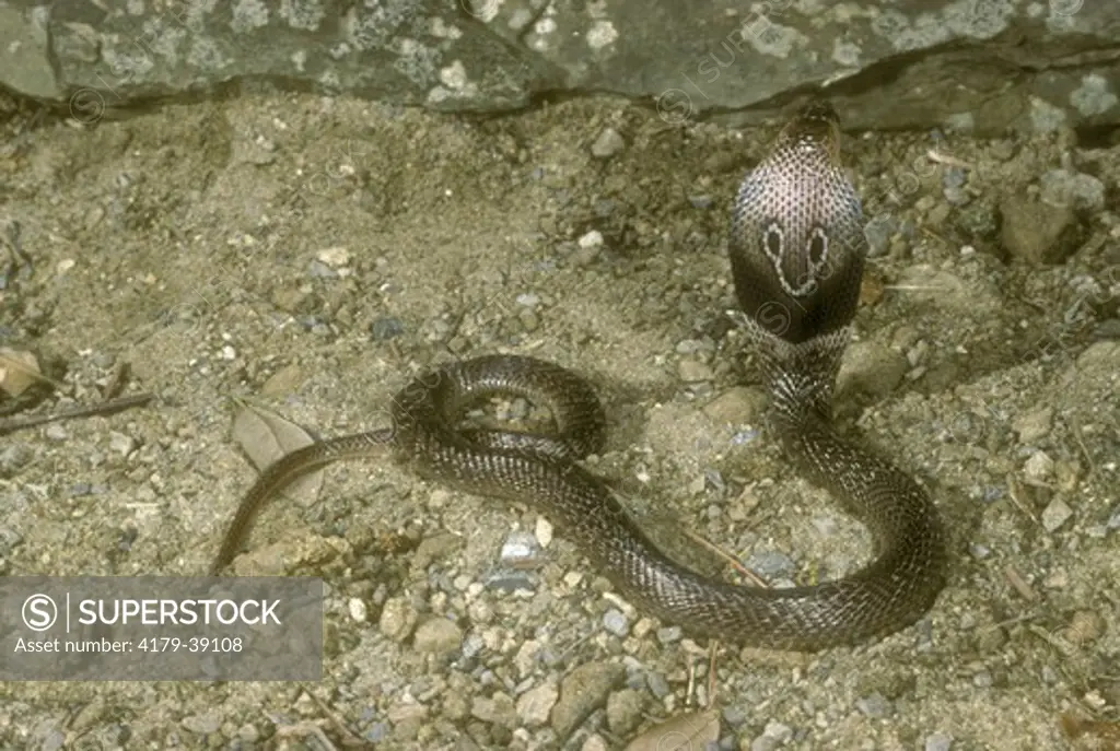 Asian Cobra, Ceylonese form (Naja jaja polyocellata) McClure, Pennsylvania