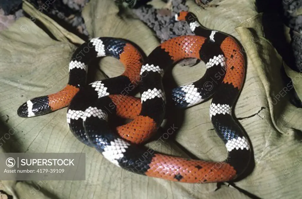 Coral Snake (Micrurus dissoleucus) Cueuta, Colombia
