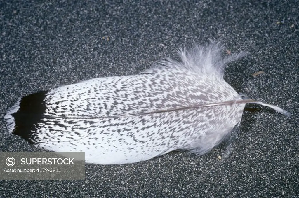 Kori Bustard (Ardeotis kori) contour body feather. Native to Africa