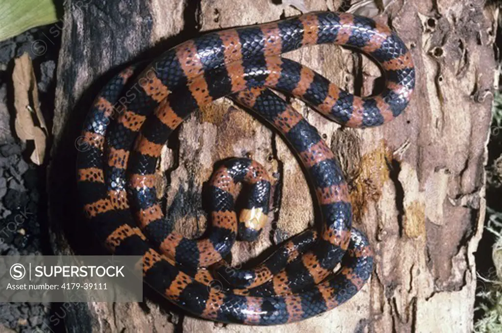 Coral Snake (Micrurus multisailaties) Munchique, Columbia