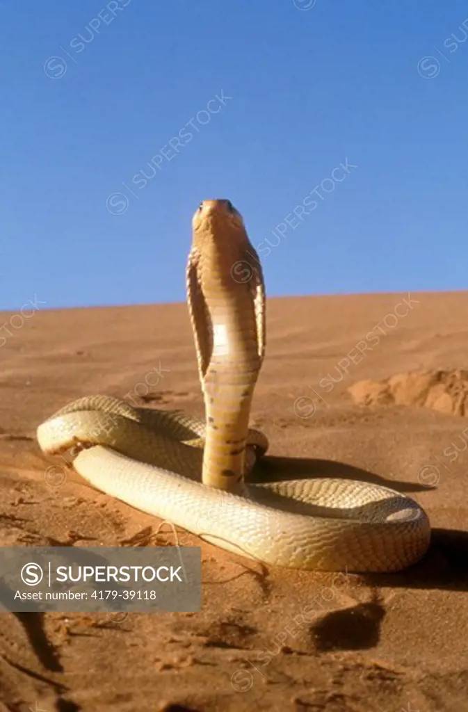 Yellow Cape Cobra (Naja nivea) highly venomous Kalahari Desert, S.A.