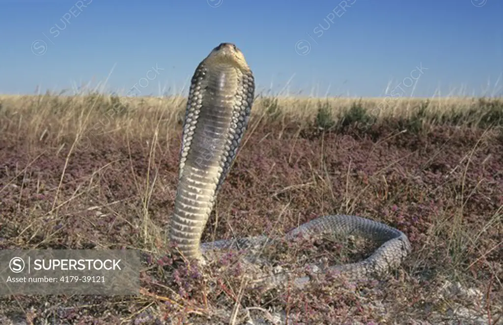 S. Western Egyptian Cobra (Naja haje anchietae) 2 meters, venomous, Namibia