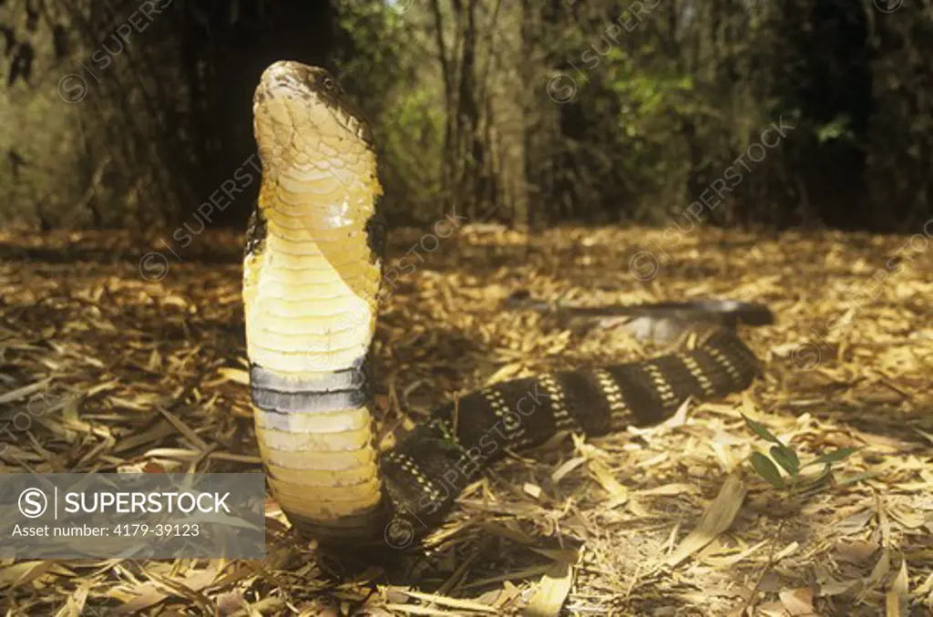 King Cobra, India, 14' long