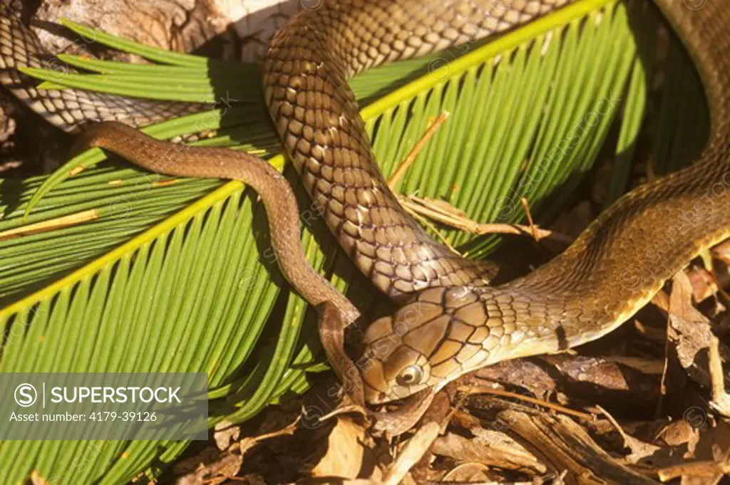 King Cobra (Ophiophagus hannah), juvenile eating Snake