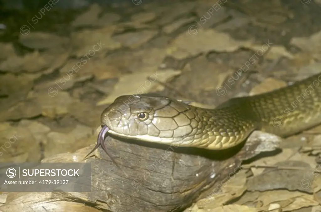 King Cobra (showing tongue) (Ophiophagus hannah) San Diego Zoo