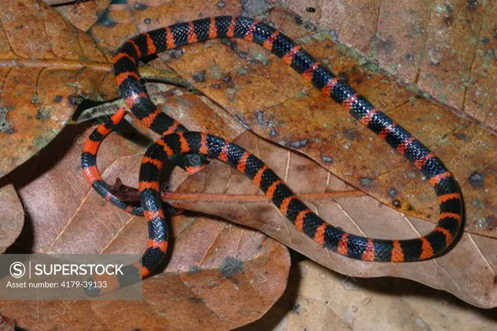 Coral Snake; Micrurus mipartitus; Panama, Prov. Panama, Burbayar Lodge: venomous, but timid