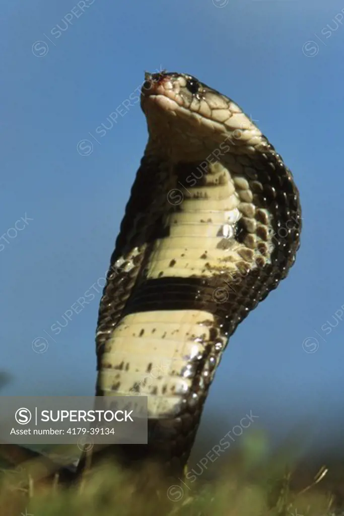 Monocle Cobra (Naja naja kaouthia), S. Asia