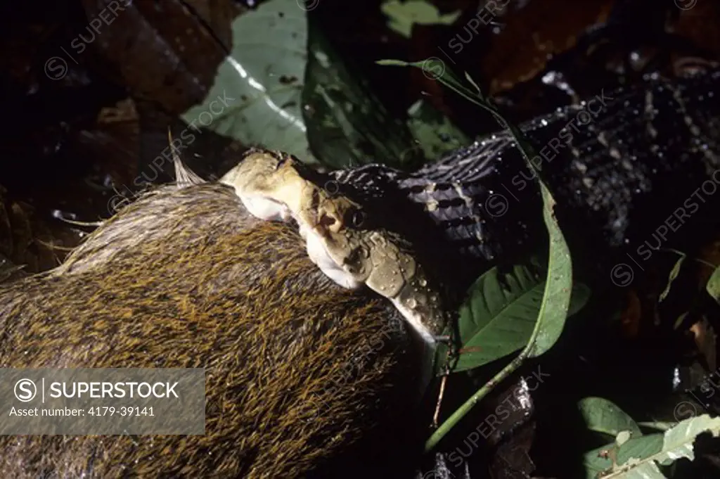 Fer-de-Lance(Bothrops atrox) devouring Agouti (Dasyprocta punctata) Costa Rica, CA