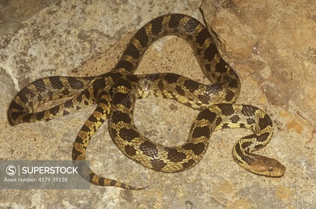 Western Fox Snake (Elaphe v. vulpina), Jackson County, Wisconsin, IC