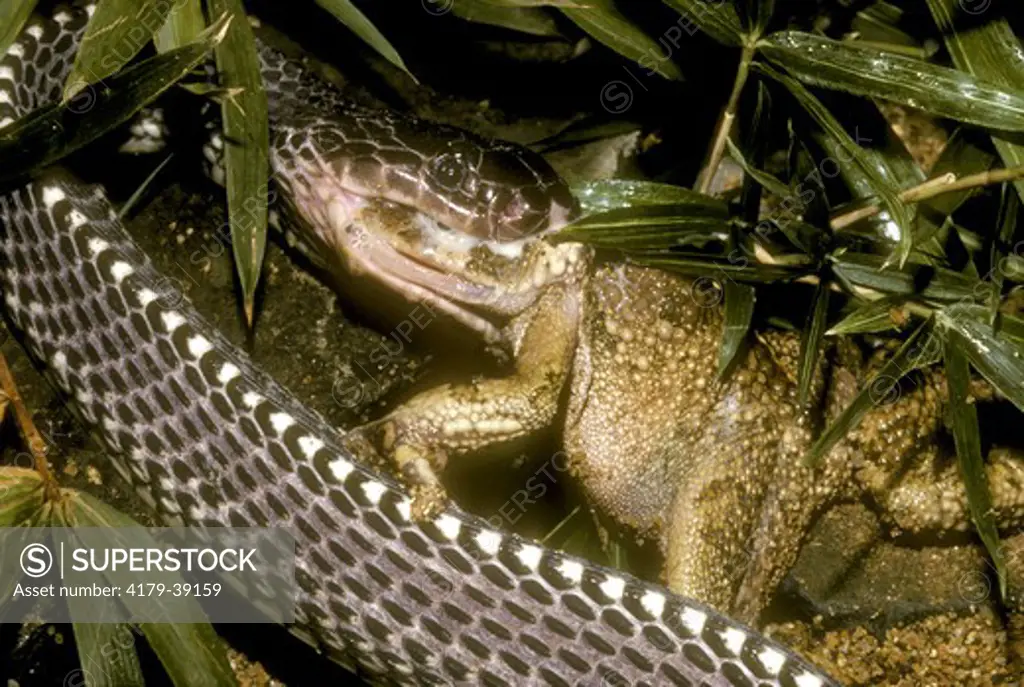A File Snake eats a Venomous Toad (Mehelya capensis) South Africa