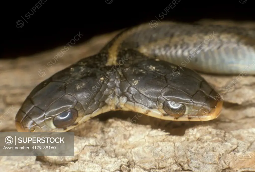 Two Headed Eastern Garter Snake (Thamnophis s. sirtalis)