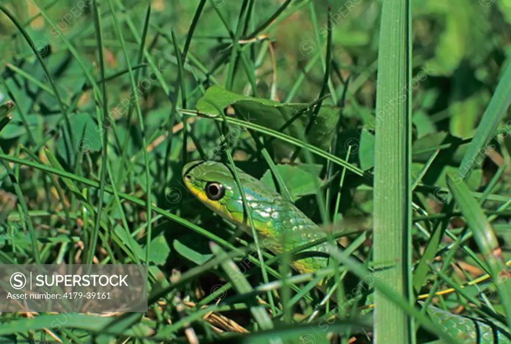 Smooth Green Snake