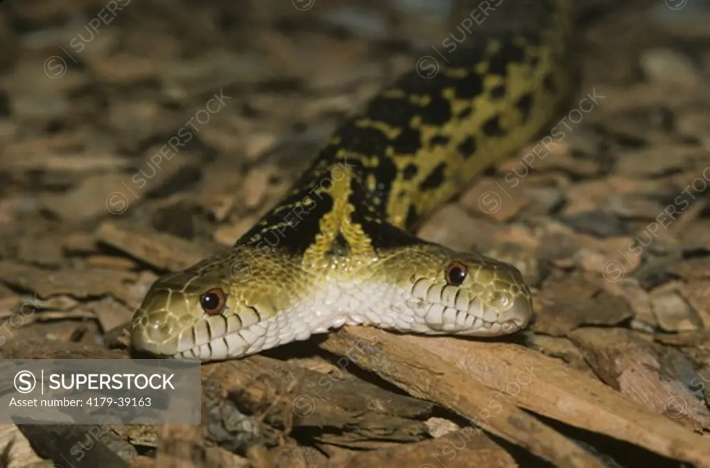 Two-Headed Gopher Snake