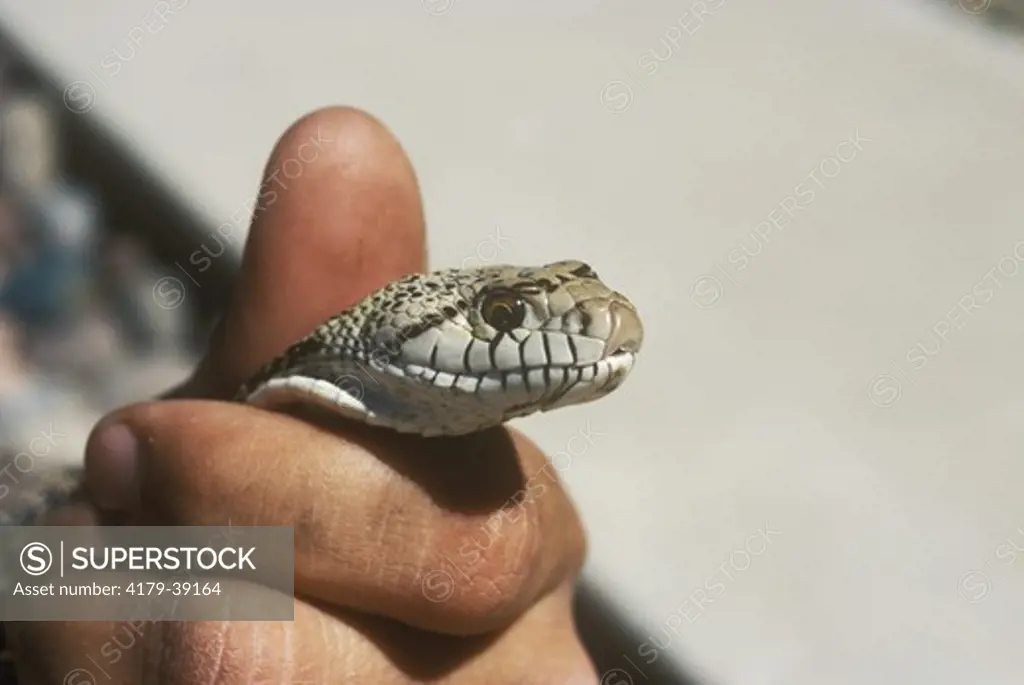 Gopher or Bull snake (Pituophis melanoleucus)  being held firmly but carefully, AZ