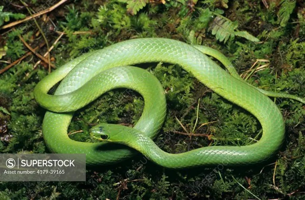 Smooth Green Snake (Opheodrys vernalis), Ithaca, NY