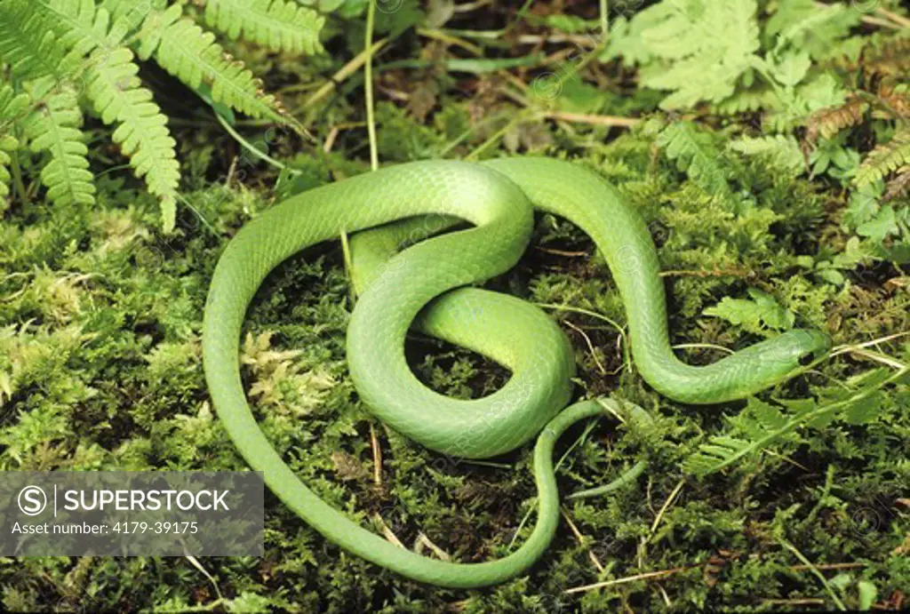Smooth Green Snake (Opheodrys vernalis), Tompkins Co., Ithaca, NY