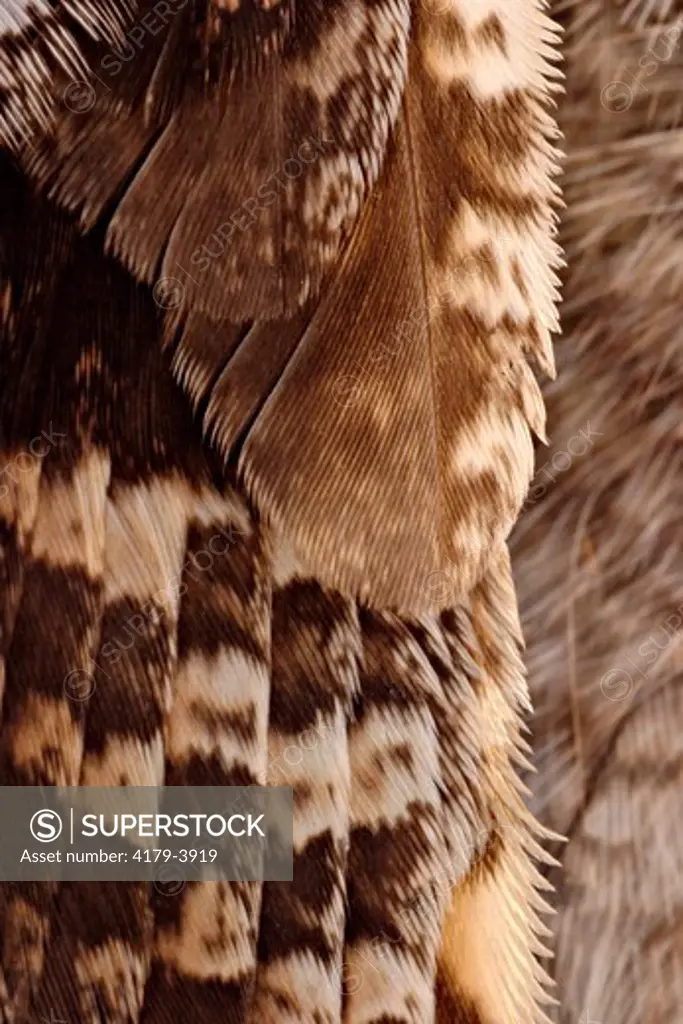 Close-up of screech owl's wing (Otus asio) Controlled conditions