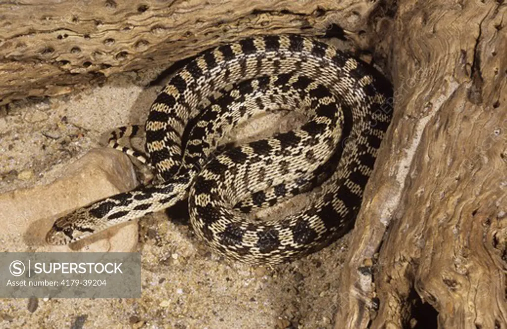 Great Basin Gopher Snake (Pituophis catenifer deserticola), Great Basin Region, US