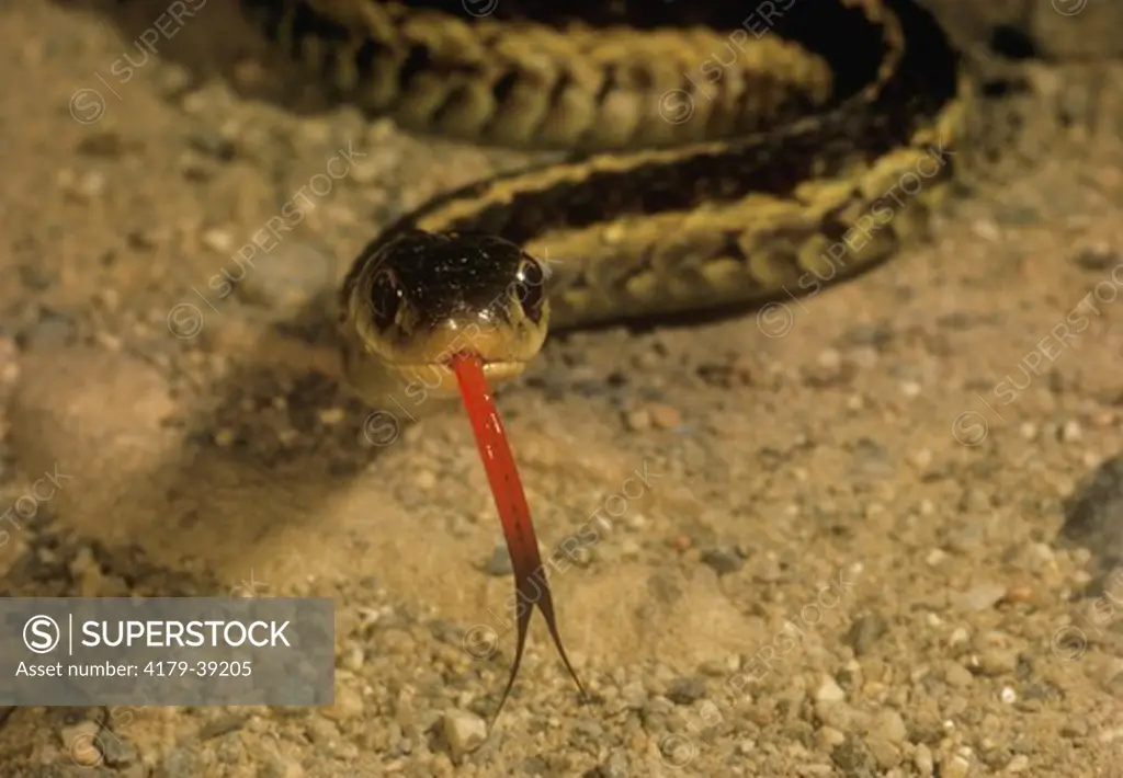Common Garter Snake (Thamnophis s. sirtalis), Maine