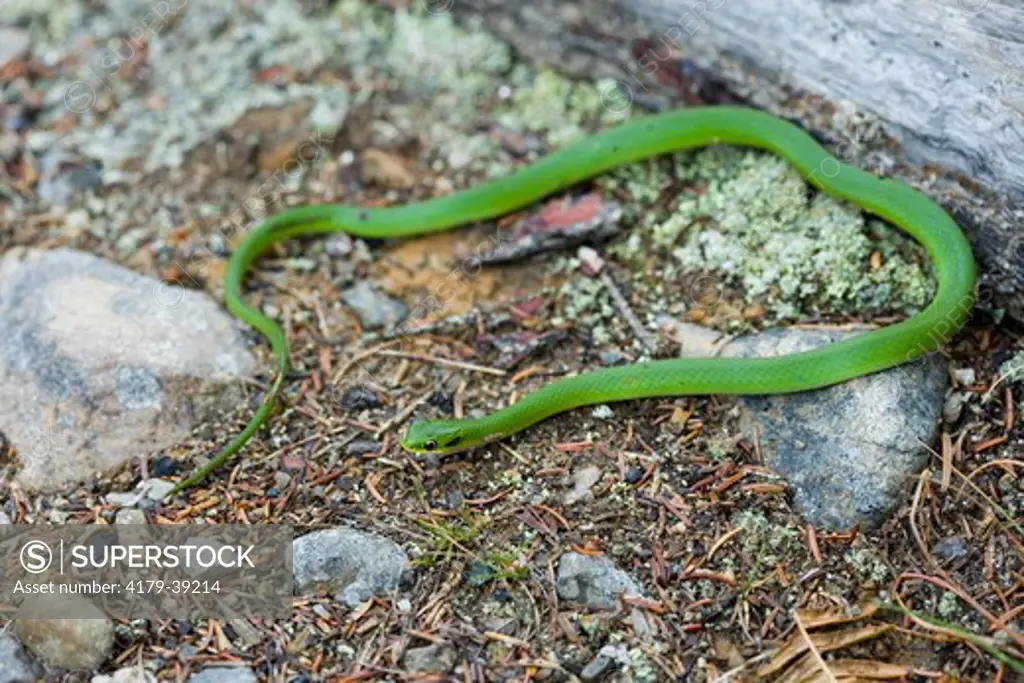 A Smooth Green Snake, Opheodrys vernalis, on Isle Au Haut in Maine's Acadia National Park.