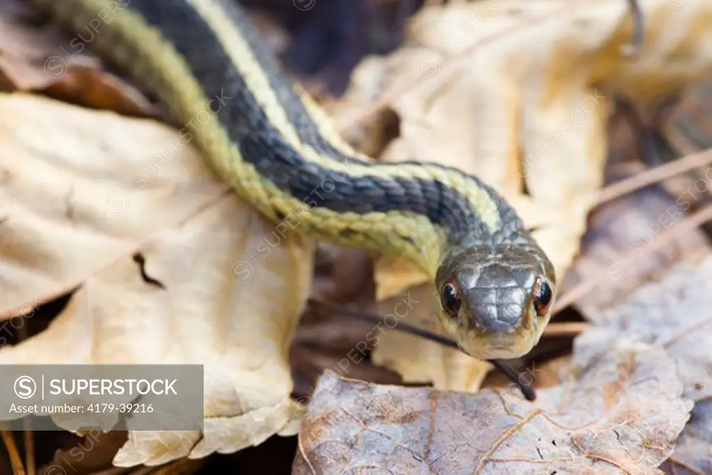 An Eastern Garter Snake (Thamnophis sirtalis sirtalis) in Dunstable, Massachusetts.