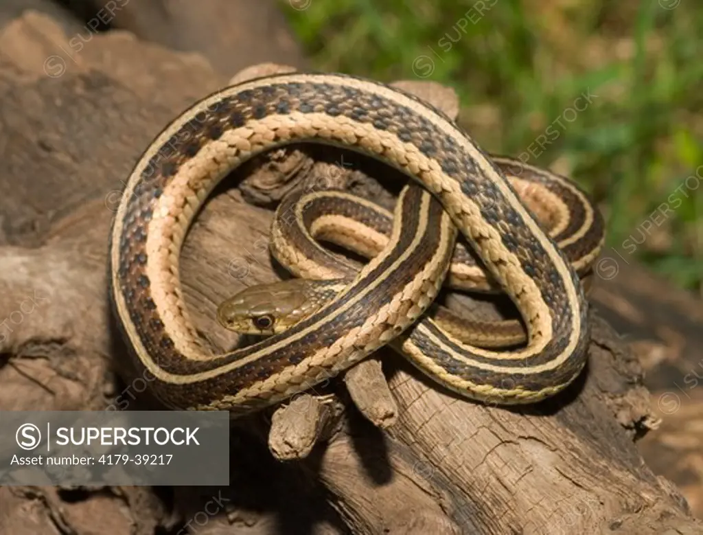 Eastern garter snake (Thamnophis s. sirtalis) on log Kettle River, MN