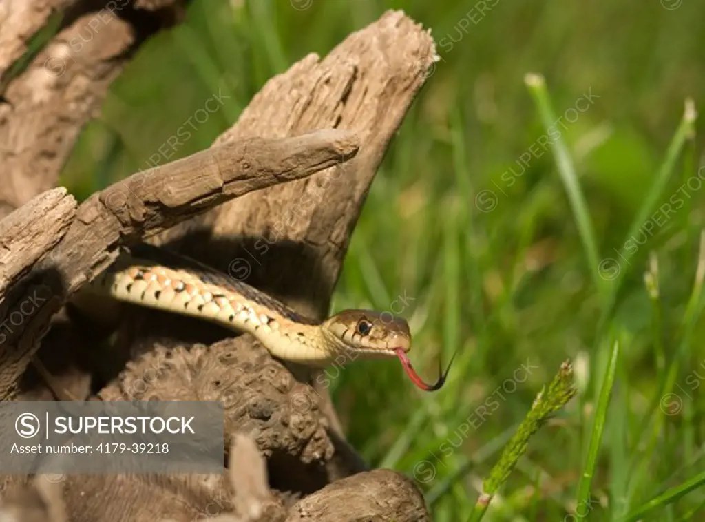 Eastern garter snake (Thamnophis s. sirtalis) on log Kettle River, MN