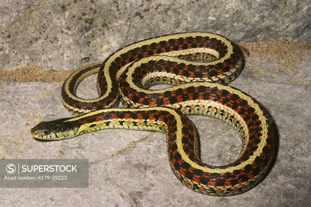 Red-sided Garter Snake (Thamnophis sirtalis parietalis) Sedgwick Co., Kansas