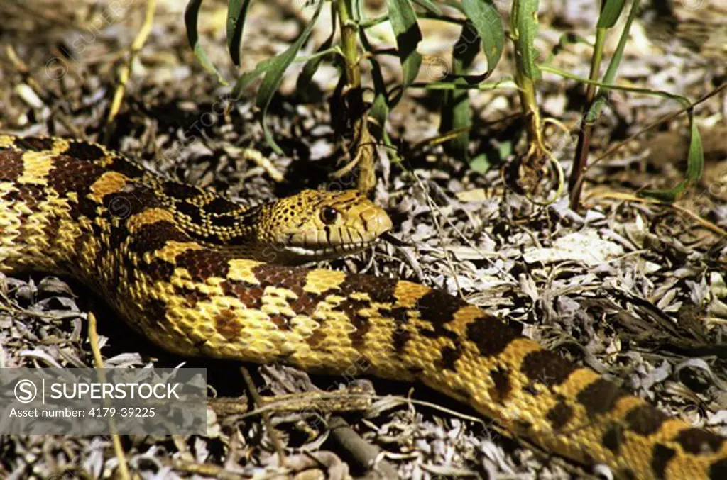 Sonoran Gopher Snake (Pituophis catenifer affinis), New Mexico, Bernalillo Co.