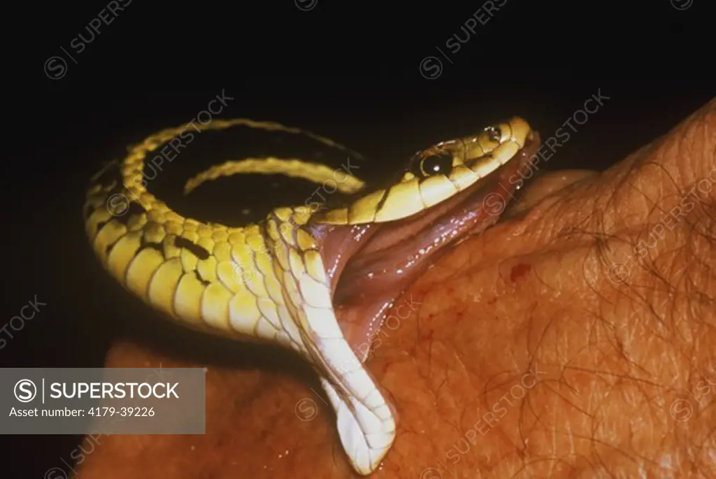 Eastern Garter Snake biting human Hand (Thamnophis s. sirtalis), MN, IC