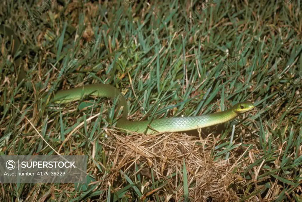 Smooth Green Snake (Opheodrys vernalis) Livingston Manor, New York