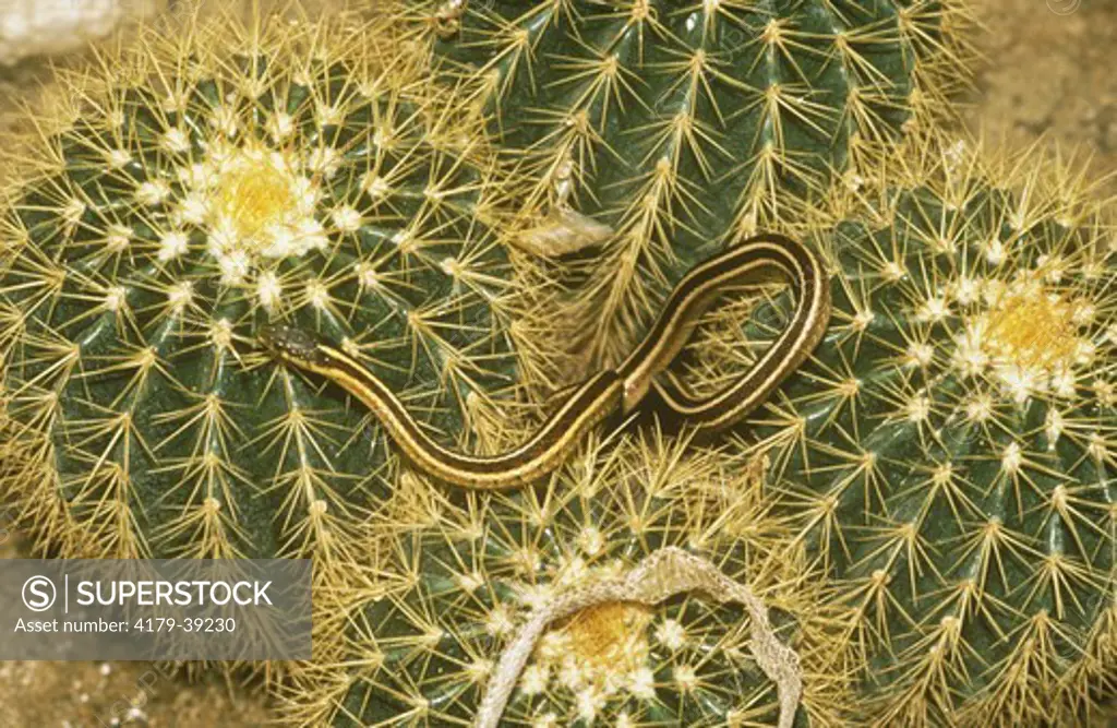Garter Snake on Cactus w/Shed Skin, Reptile Grdns./Black Hills, SD, South Dakota