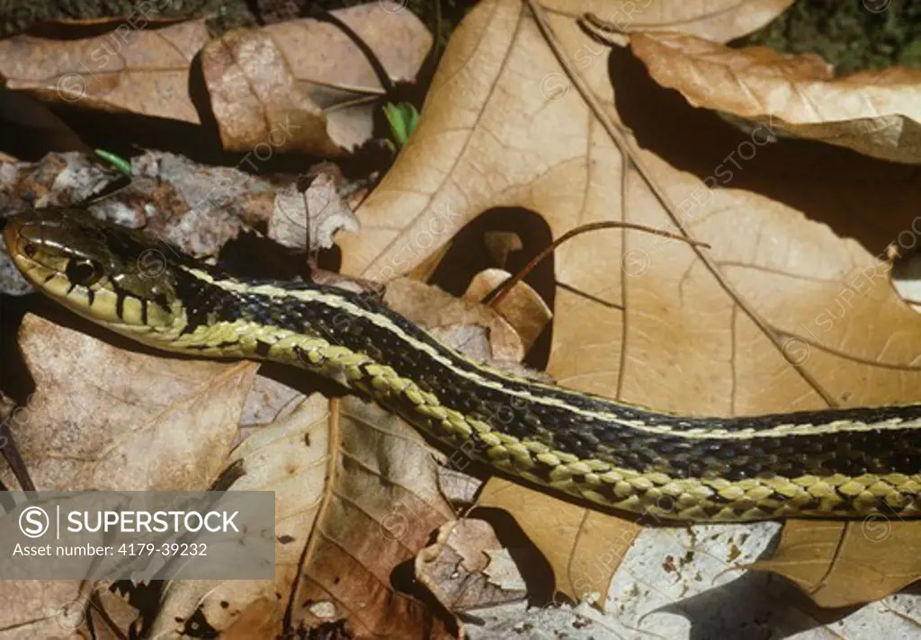 Common Garter Snake (Thamnophis sirtalis) French Creek SP, PA