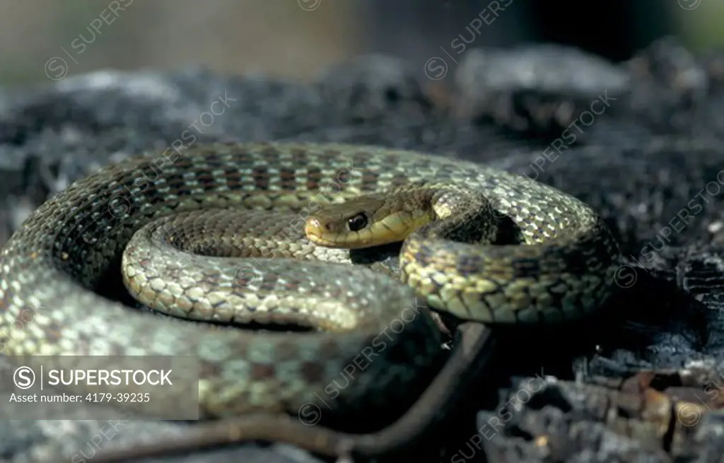 Eastern Garter Snake (Thamnophis sirtalis pallidula) Island Falls, Maine, USA