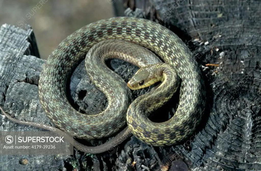 Eastern Garter Snake (Thamnophis sirtalis pallidula), Island Falls, Maine, USA