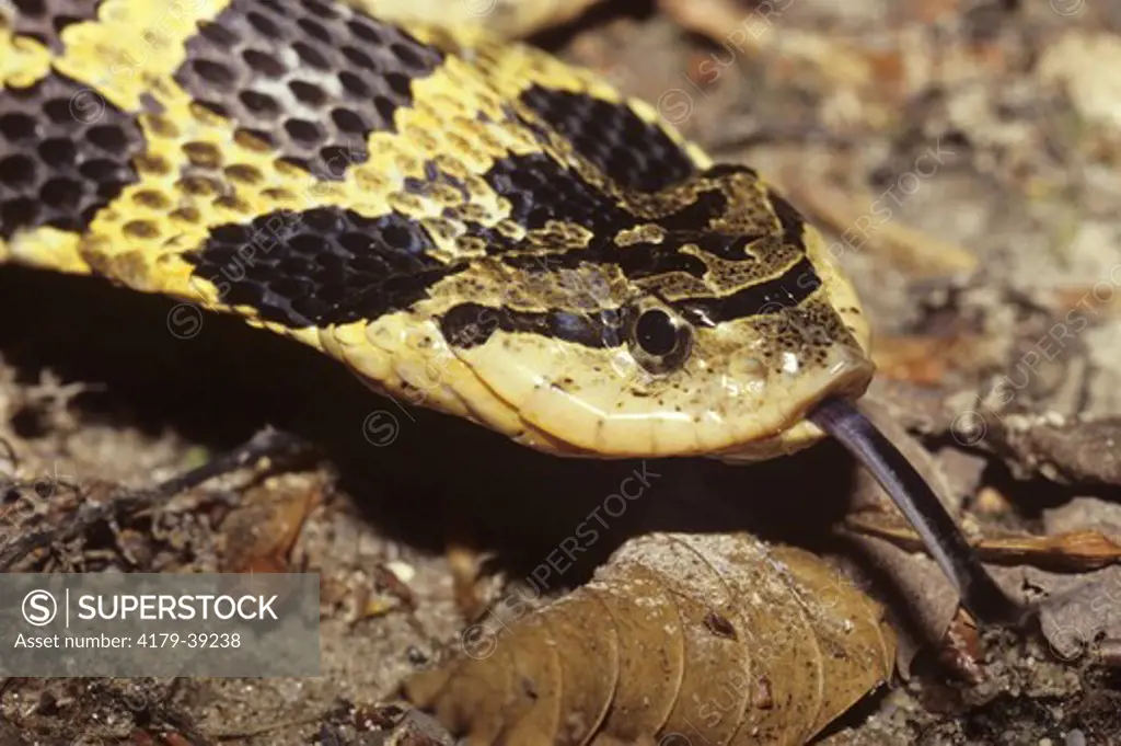 Hognose Snake (Heterodon platyrhinos) Eastern USA