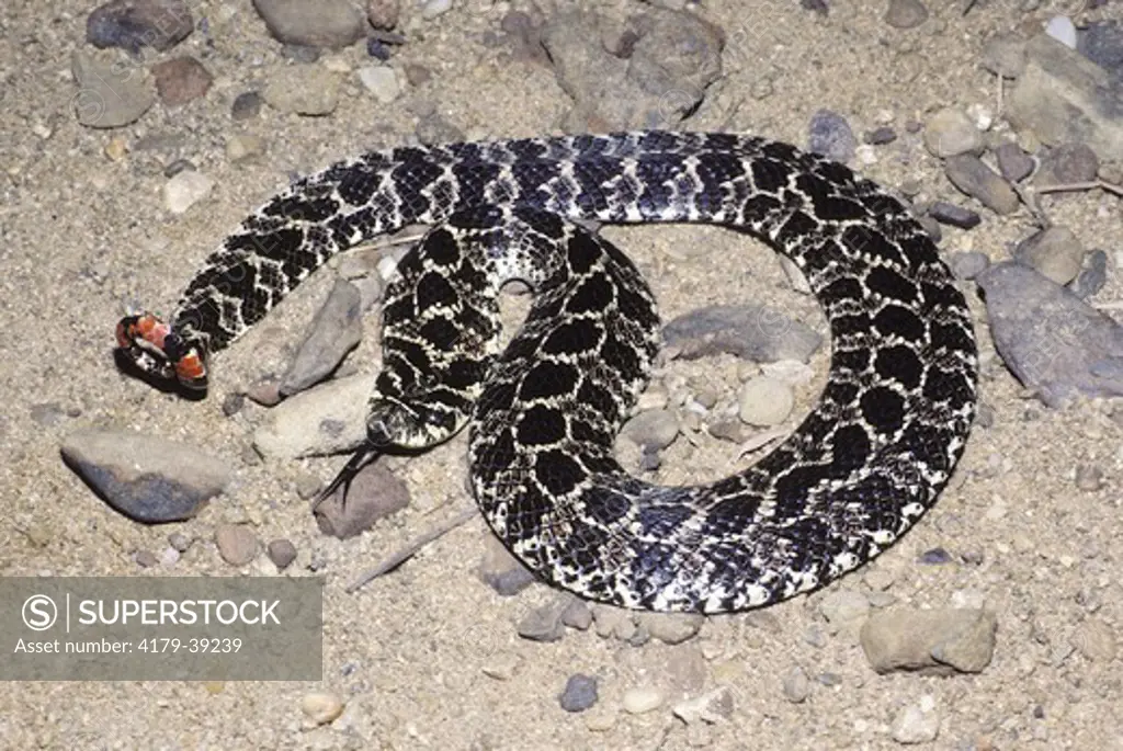 S. American Hognose Snake (Lystrophis dorbignyi)