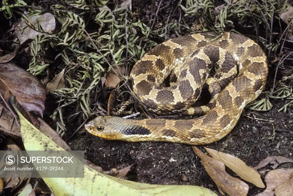 Eastern Hognose Snake (Heterodon platyrhinos), FL