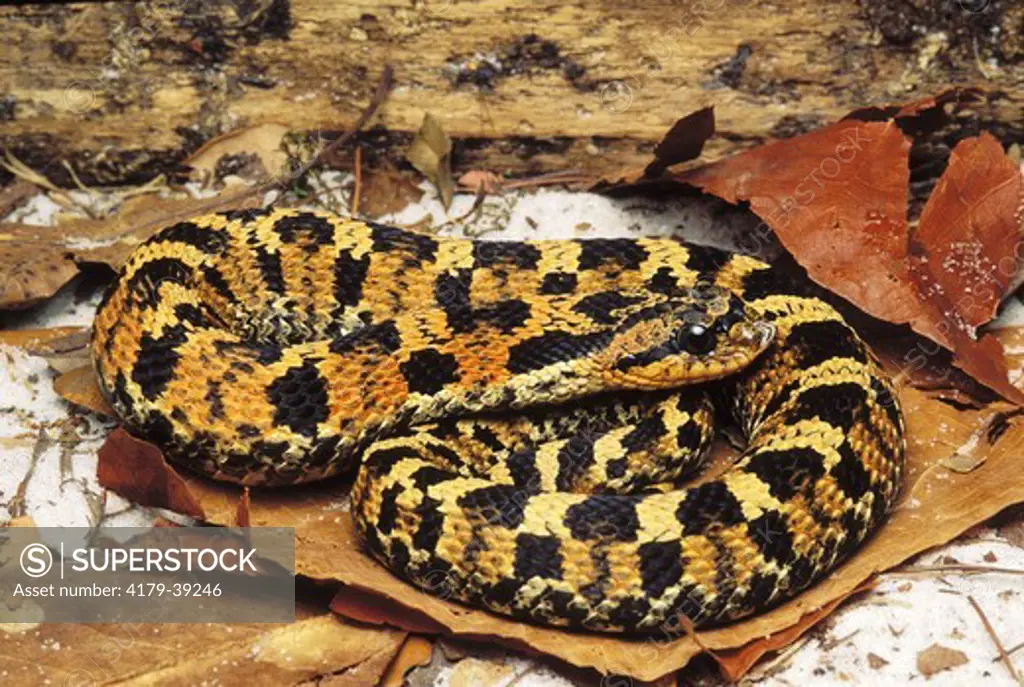 Eastern Hognose Snake (Heterodon platyrhinos), Pickett Co., TN